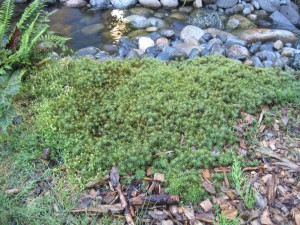 Moss Magic in the Plasma Forest - MCRCD
