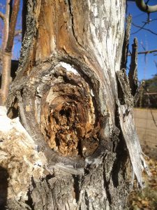 Should I cover large pruning wounds with a tree wound dressing?