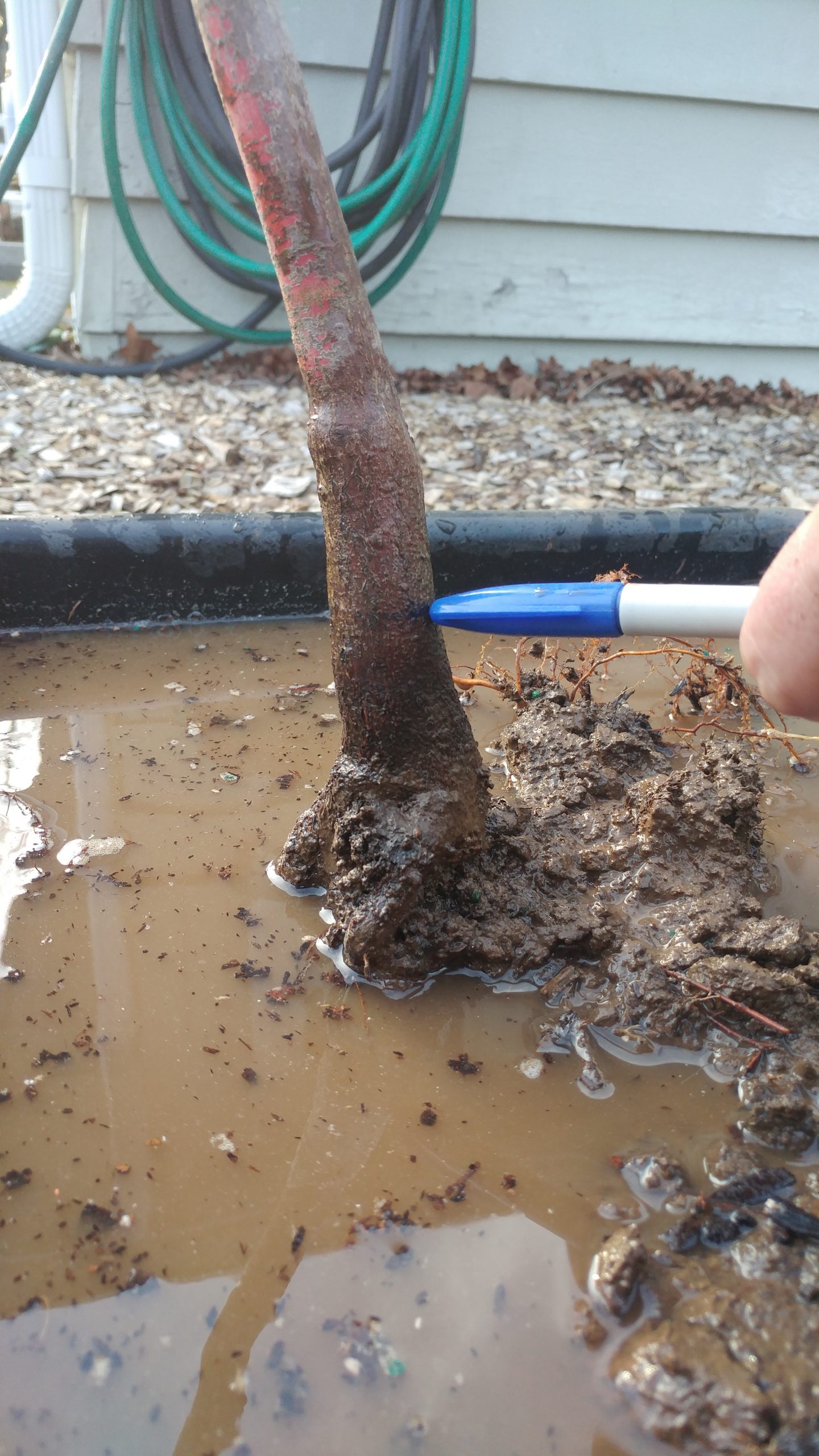 Why root washing is important – an illustrated cautionary tale – The ...