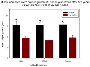 Fig. 2 Two-year caliper growth of London planetrees subjected to rootball treatments and mulch. * indicates mean between mulched and non-mulched trees is significant at 0.001.