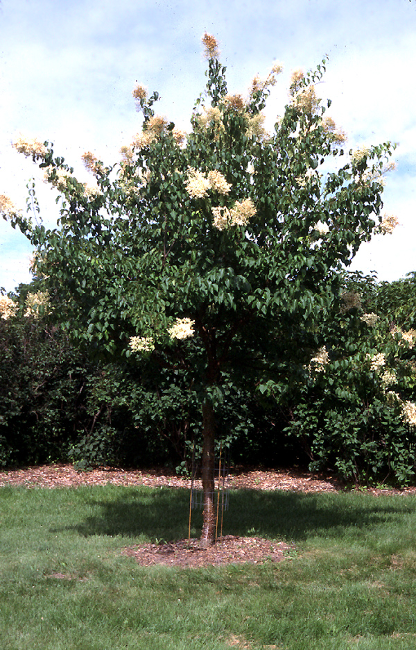 Sporadic flowering on CHINA SNOW Peking tree lilac (Syringa pekinensis ...