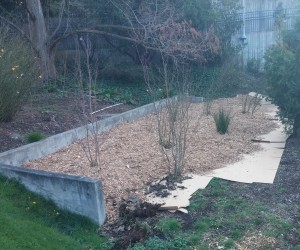 Cardboard mulch under wood chips