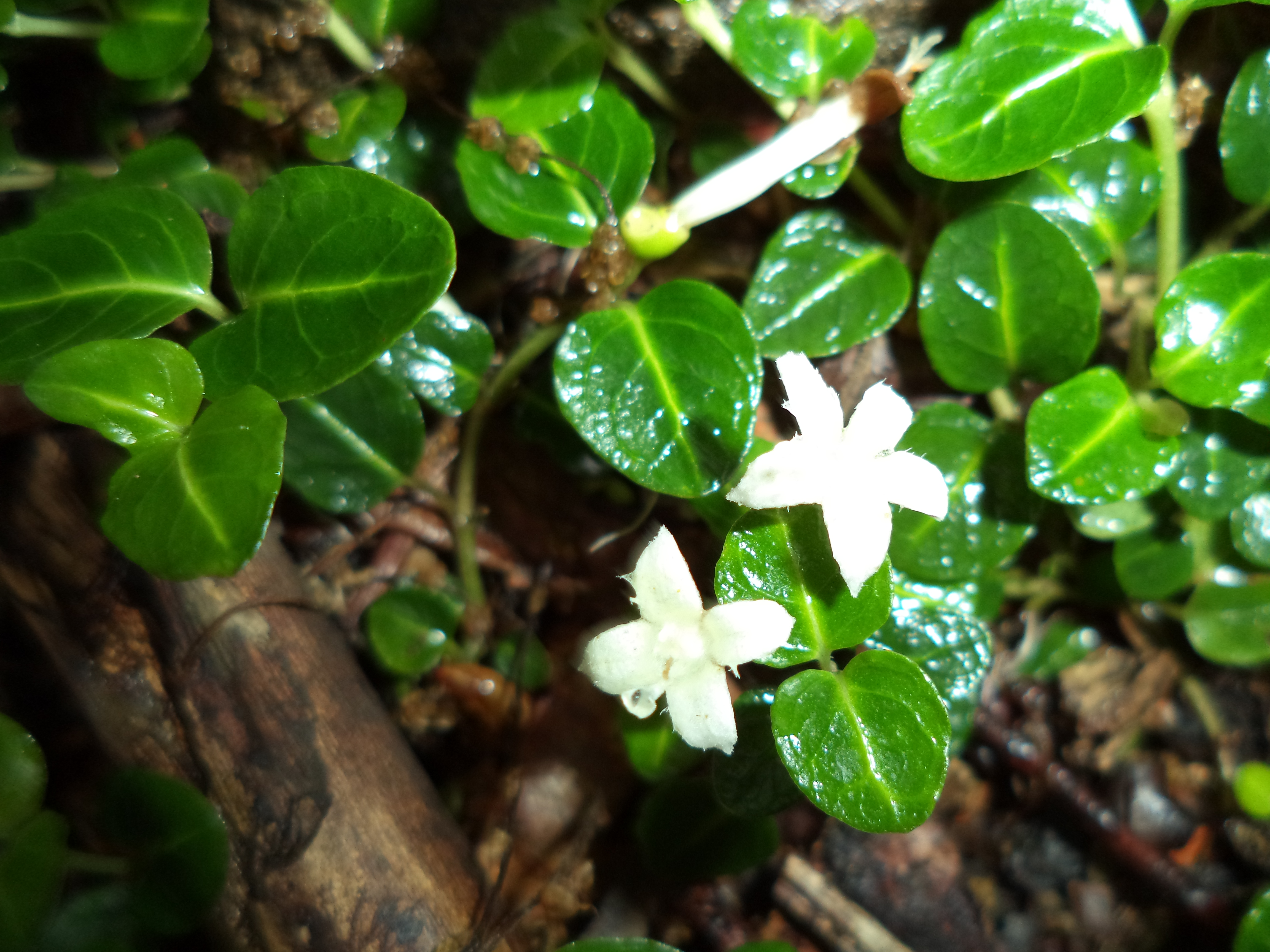 deutzia gracilis plant Deutzia gracilis main image 0