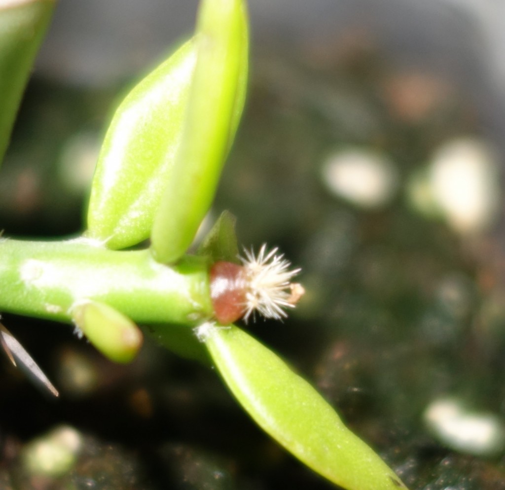 grafted cactus start