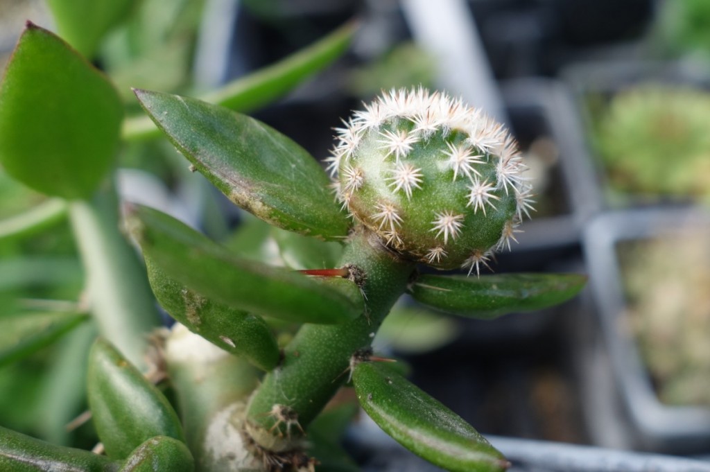 grafted cactus