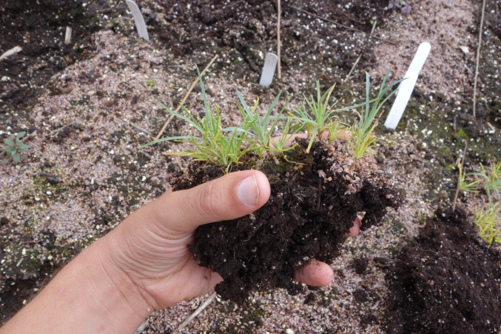 Dianthus seedlings ready for transplanting