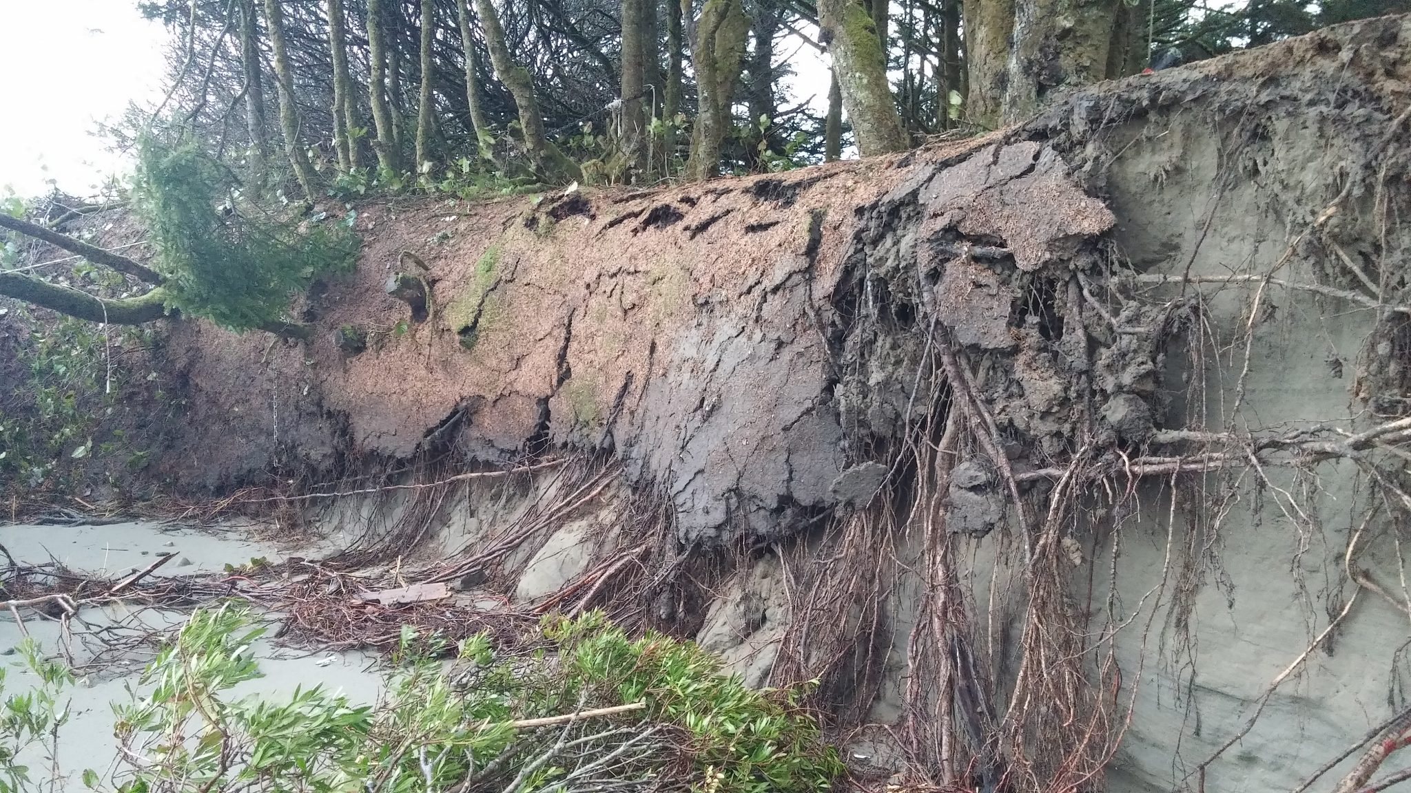 Rooting around – the differences between taproots and mature roots ...