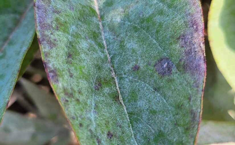 Plant Disease Primer-Part 2: Fungus Among Us