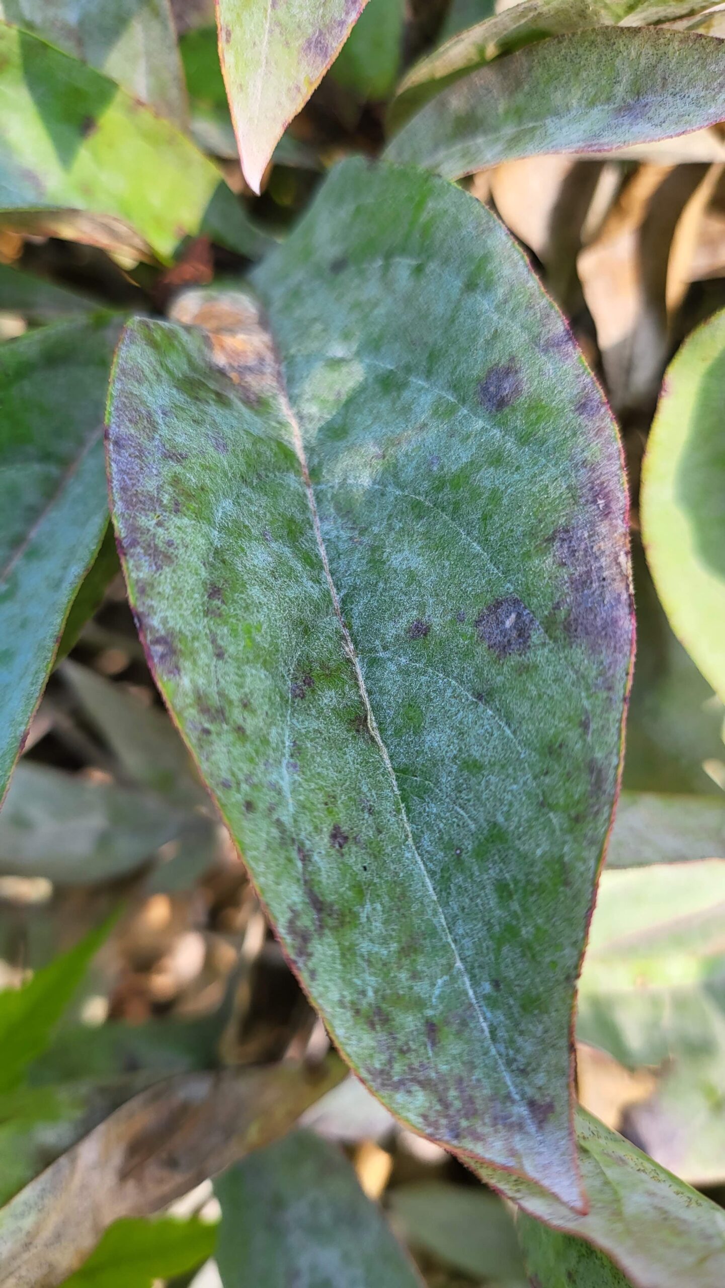 Plant Disease Primer-Part 2: Fungus Among Us  The Garden Professors