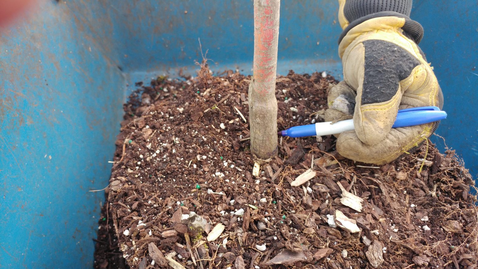 Why root washing is important – an illustrated cautionary tale – The ...