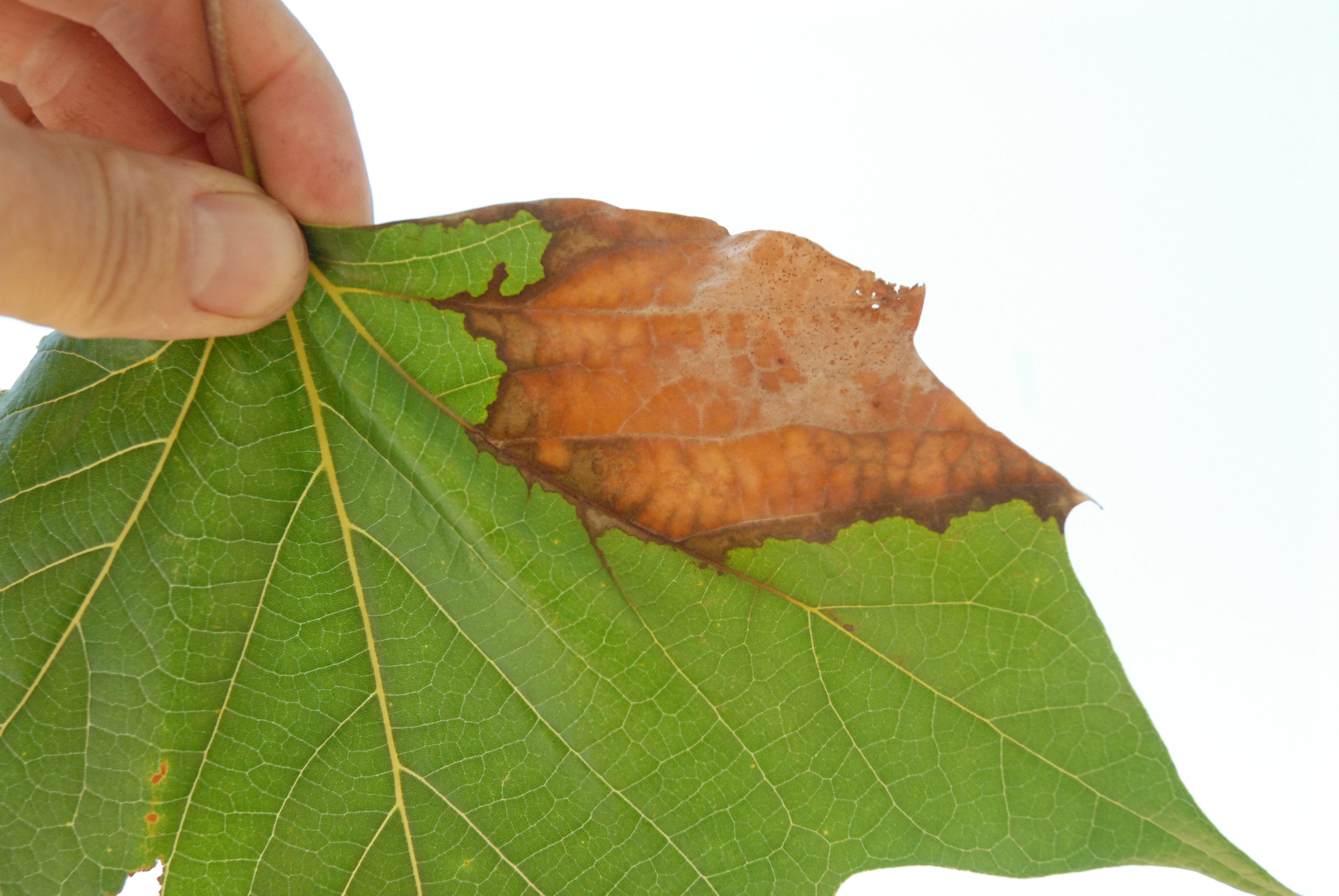 Understanding Mysteries Of Plant Diseases: Diagnosis And Detection ...