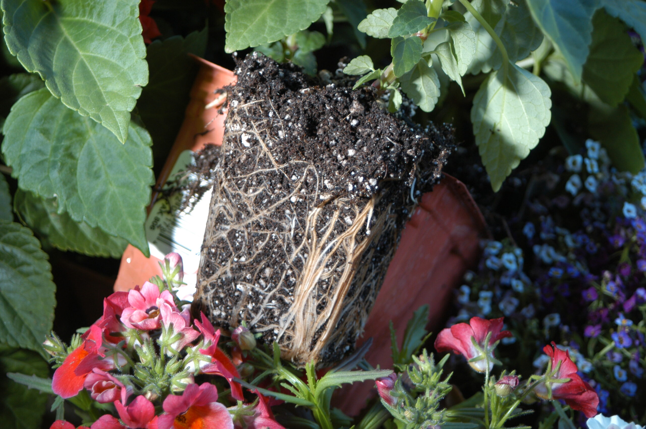 Ok–I know something is wrong, but what is it? – The Garden Professors™