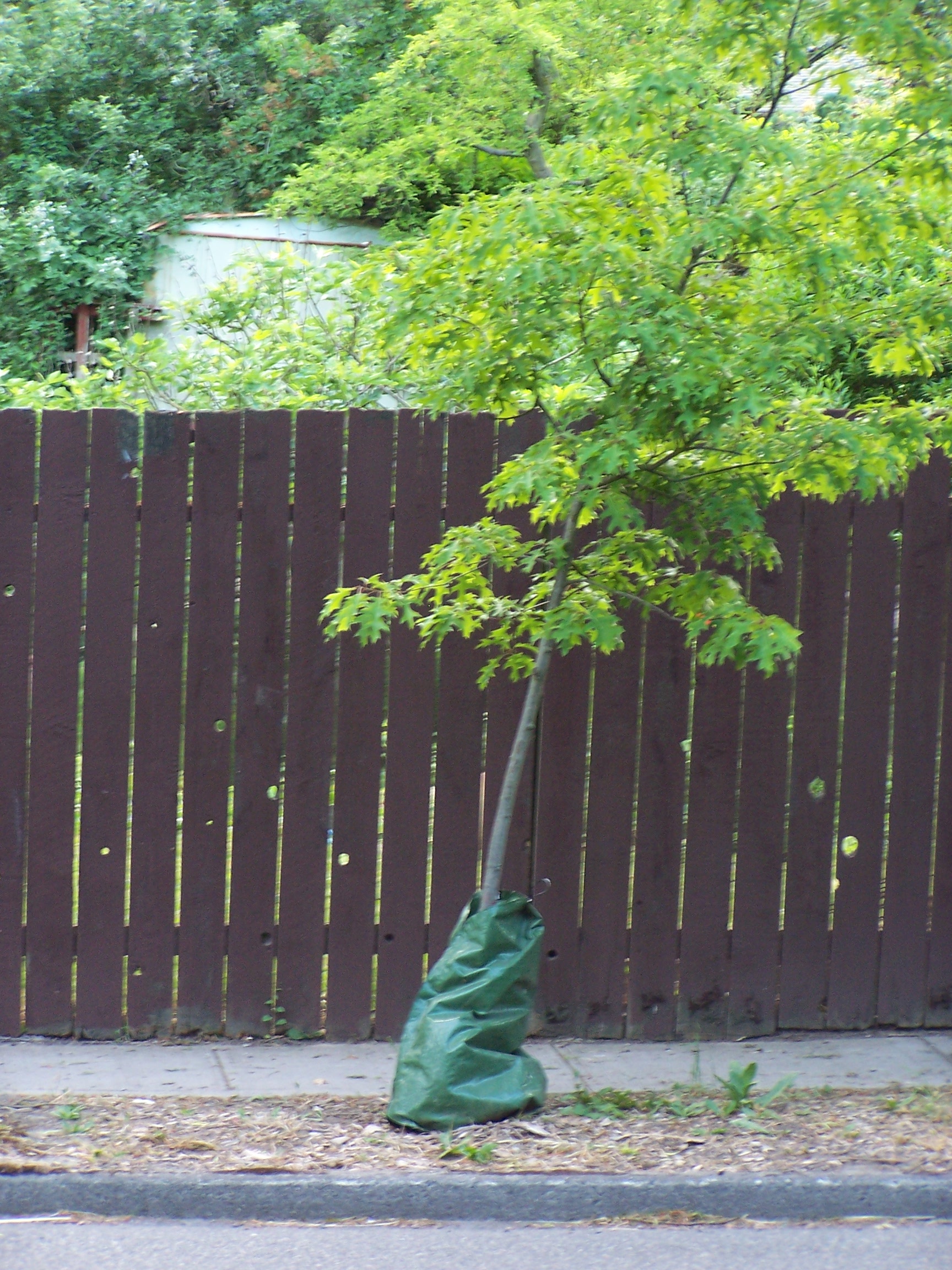 Irrigation bags: the good (rarely), the bad (frequently) and the ugly (all  of them)  The Garden Professors