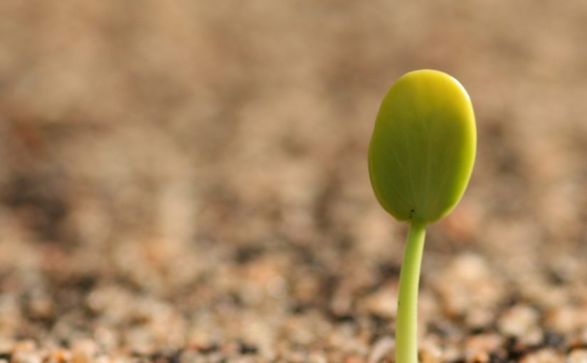 When Good Seeds Go Bad: How long can you store seeds?