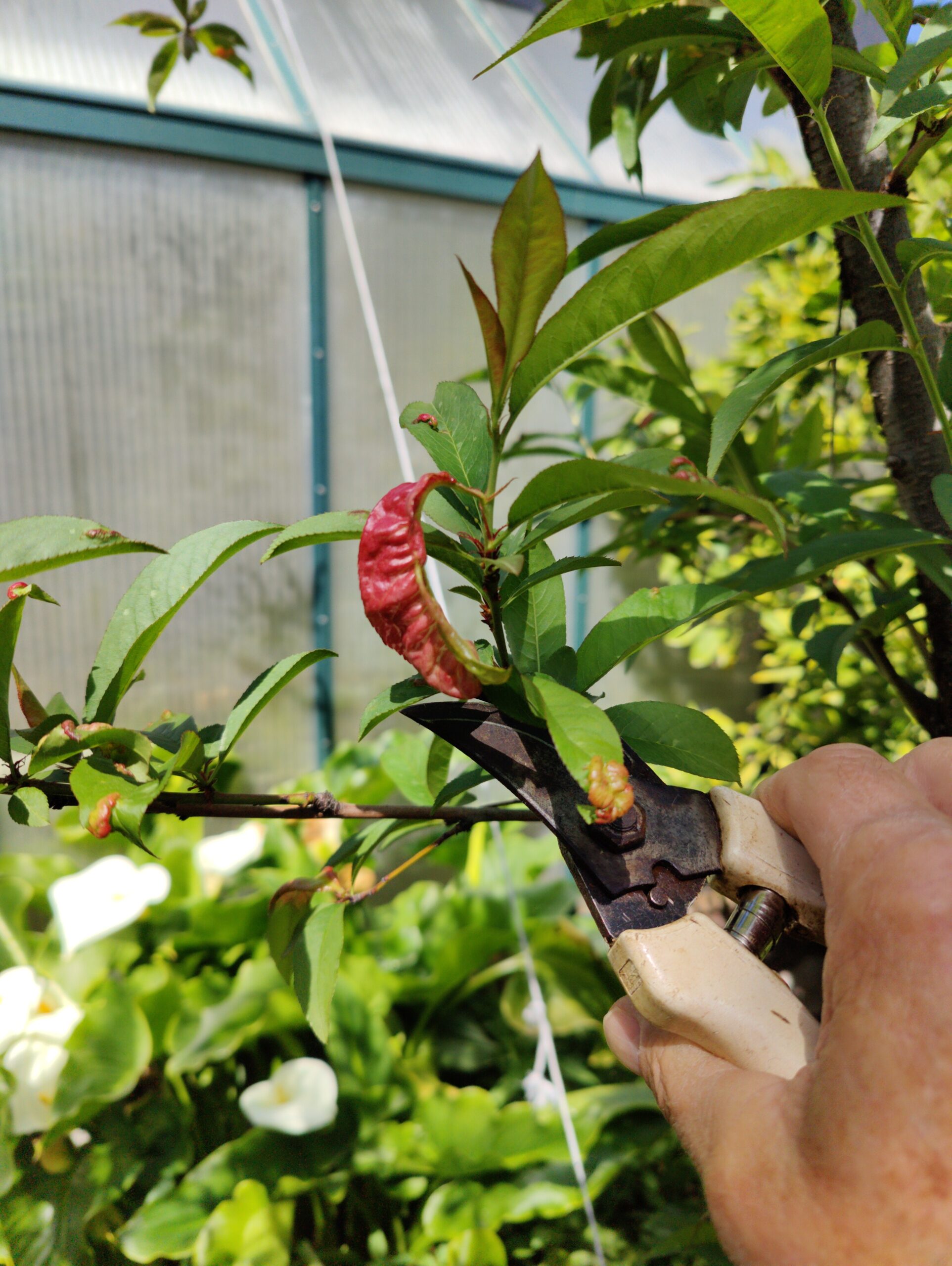 Spring Pruning â The Garden Professorsâ Spring Pruning â The Garden Professorsâ