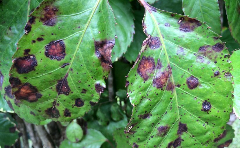 Plant Disease Primer -Part 3: Fight Bac(teria)