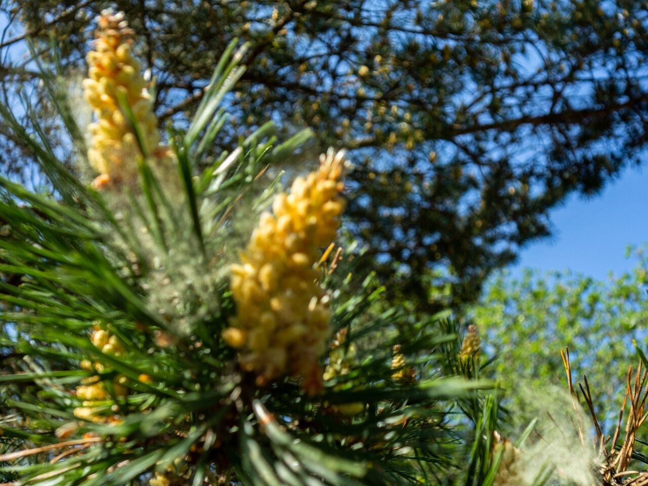 Does wind chill affect plants the garden professors 