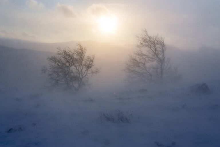 Does wind chill affect plants the garden professors 