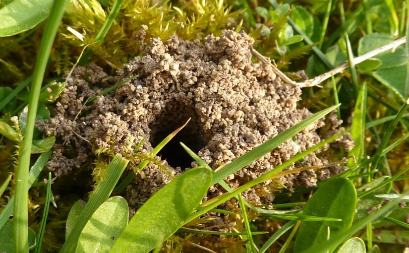 A small mound of dirt around a hole in the ground