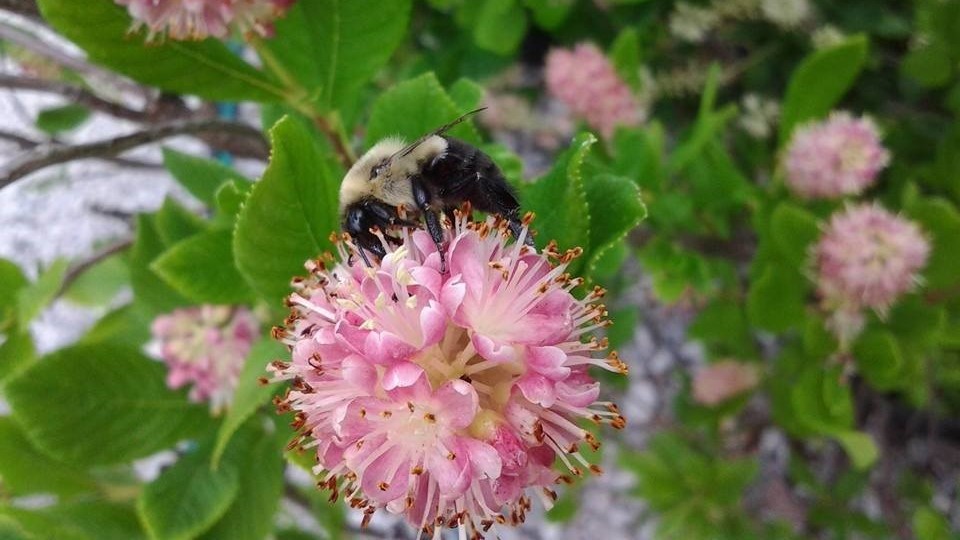 Bees Help Garden Flowers