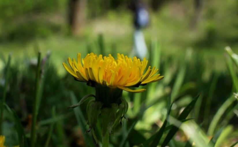 An Ode to the Dandelion: