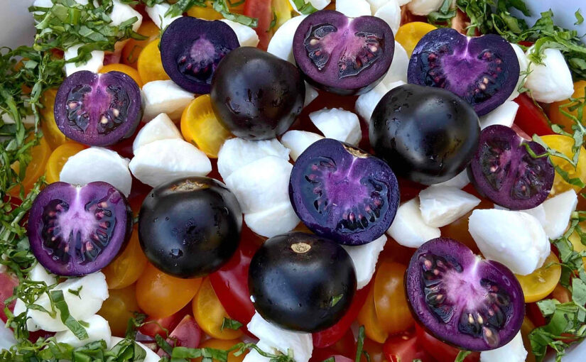 Unpacking a Peck of Purple Genetically Engineered Tomatoes