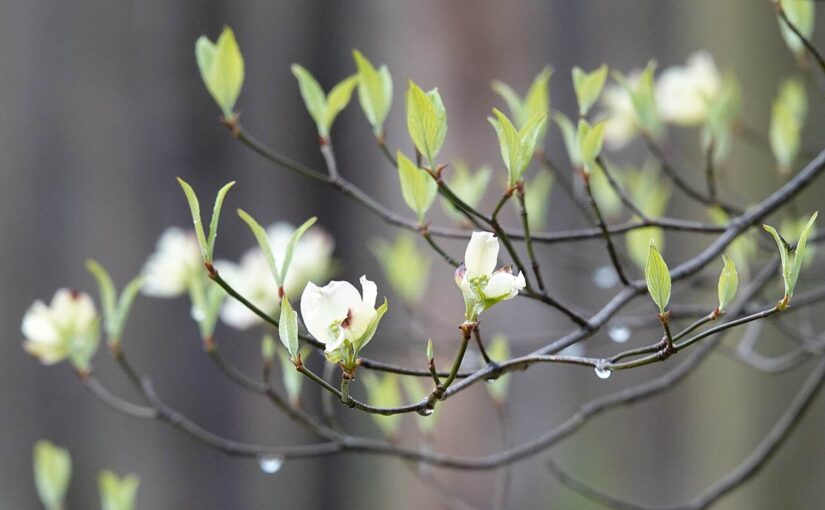 Super El Niños and the recent drought across the US