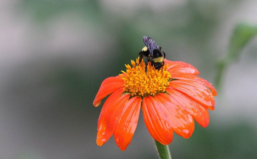 The climate outlook for the rest of 2026 and what it means for your garden
