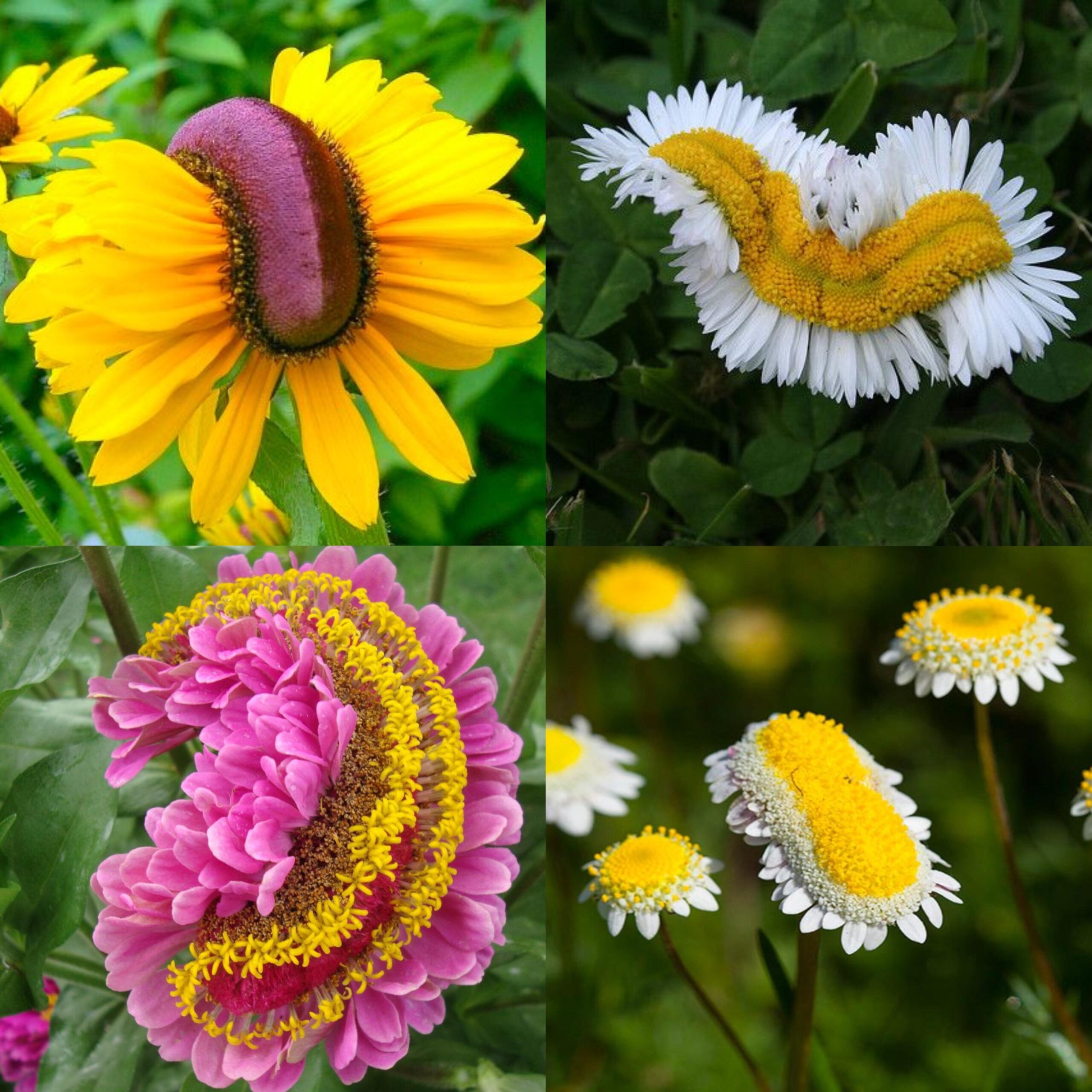 The Fascinating Phenomenon of Fasciation  The Garden Professors