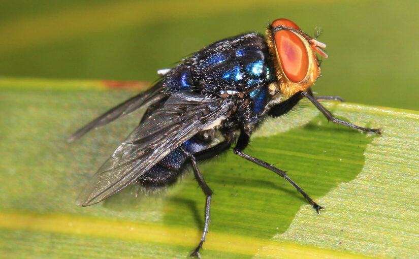 The worm that is screwing over livestock (New World Screwworm)