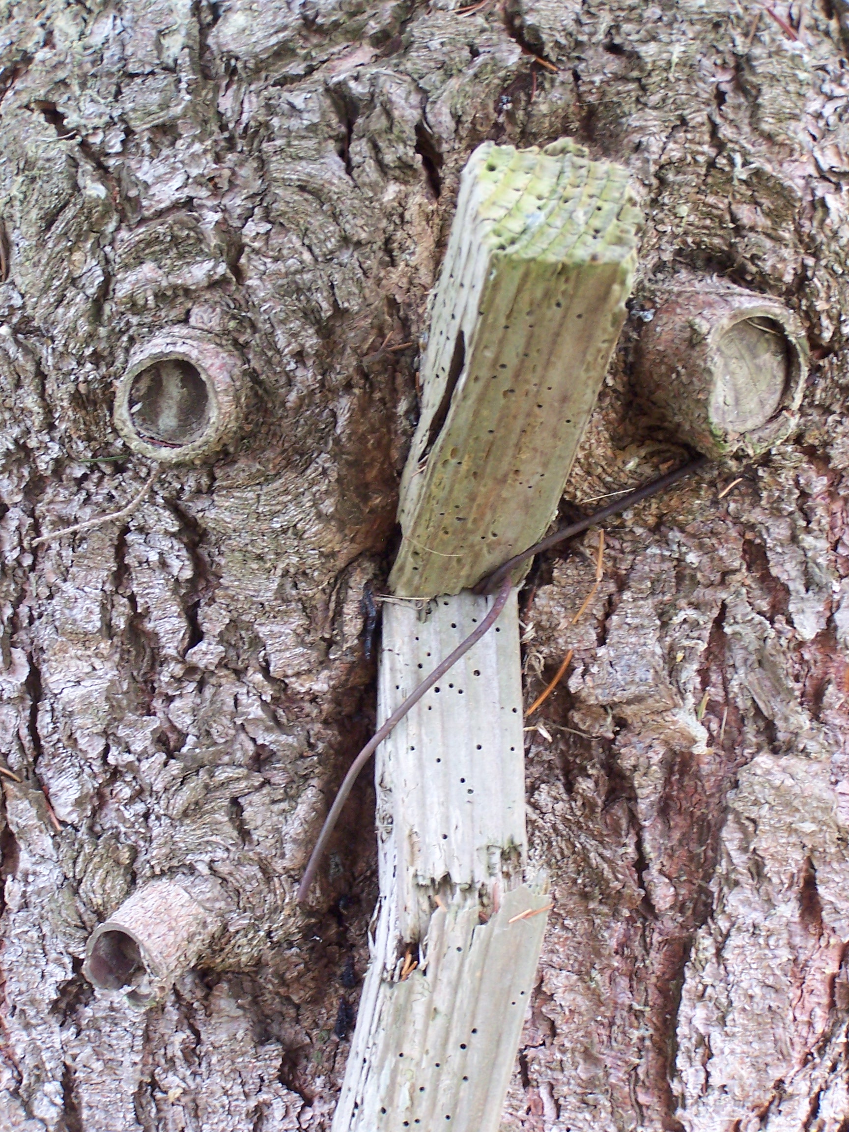 Putting down a danger tree – The Garden Professors™