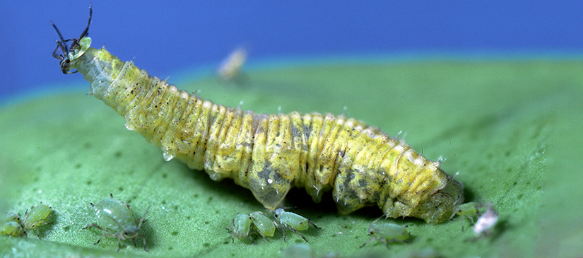 Syrphid flies have immense pest control vaue