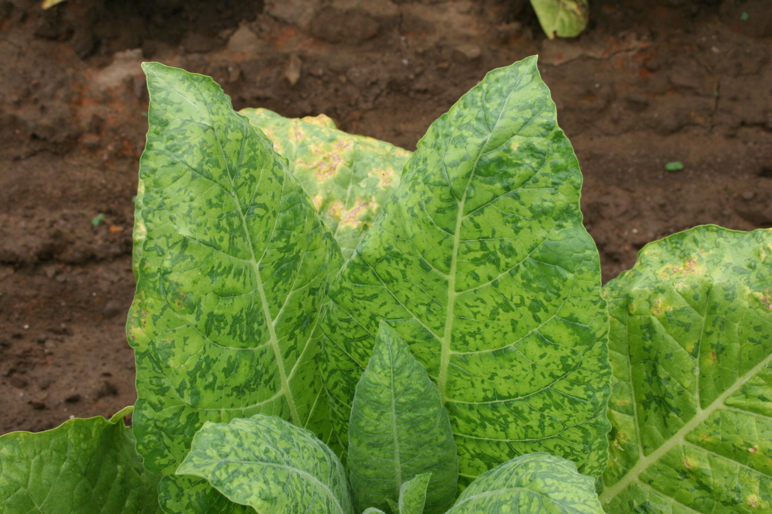 why do plants with tobacco mosaic virus grow slowly Plant Disease Primer- Part 4: Going Viral – The Garden Professors™